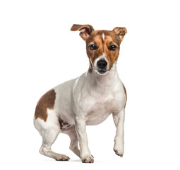 Jack Russell, 1 year old, in front of white background