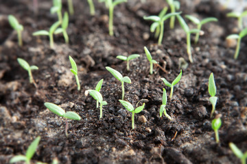 Selective close-up of green seedling. Green salad growing from seed