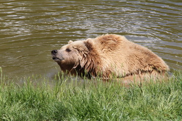 braunbär