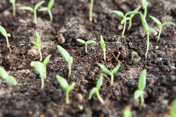 Selective close-up of green seedling. Green salad growing from seed