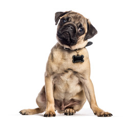 Obraz premium Pug, 4 months old, sitting in front of white background