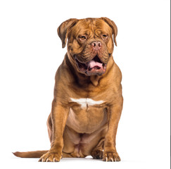 Dogue de Bordeaux, 4 years old, sitting in front of white backgr