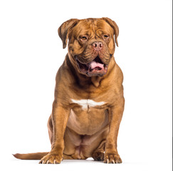 Fototapeta premium Dogue de Bordeaux, 4 years old, sitting in front of white backgr