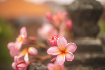 Fototapeta na wymiar tender pink frangipani flowers on dark background n in Bali