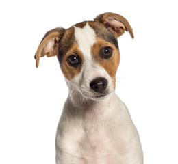 Fox Terrier, 3 months old, in front of white background