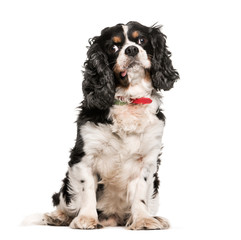 Cavalier King Charles, 9 years old, sitting in front of white ba