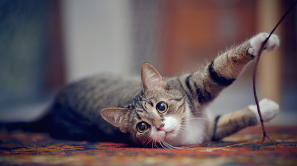 Striped cat with white paws, plays on a carpet - obrazy, fototapety, plakaty