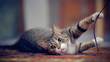 Fotobehang Striped cat with white paws, plays on a carpet © Azaliya (Elya Vatel)