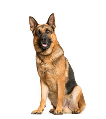 German Shepherd, 3 years old, sitting in front of white backgrou