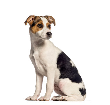 Fox Terrier, 3 months old, sitting in front of white background