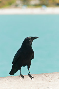 Front view, close distance of a blackbird standing on a wood railing of  apier, waiting for fish scrapes from  a fisherman, cleaning is catch on the gulf of Mexico on a sunny day