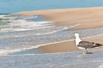 Front view, medium distance of a seagull, looking out to sea on a fall, sunny day ona barrier island in the north atlantic