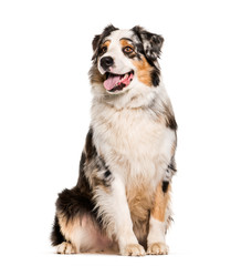 Australian Shepherd, 1 year old, sitting in front of white backg