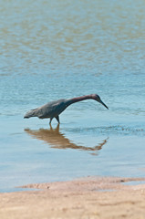 Top, front view , close distance of a white ceramic bowl of ripe, local, raw cherries with stems, rinsed on  white ceramic saucer, on a wood tabl