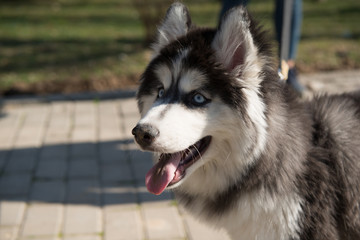 husky dog in the park in the summer season