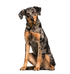 Obraz premium Beauceron, 15 months old, sitting in front of white background