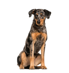 Beauceron, 15 months old, sitting in front of white background