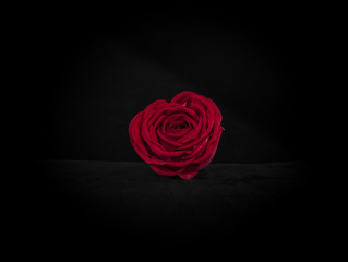 one red rose on a black isolated background