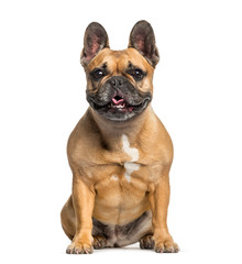 French Bulldog sitting in front of white background
