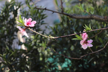  peach flowers