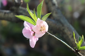  peach flower