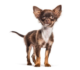 Chihuahua, 4 months old, in front of white background