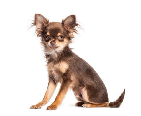 Chihuahua, 6 months old, sitting in front of white background