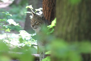 luchs
