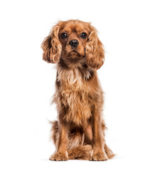Cavalier King Charles Spaniel sitting in front of white backgrou
