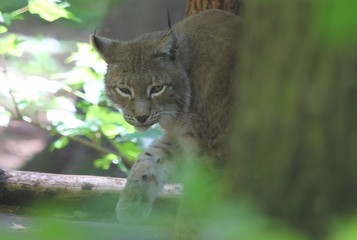 luchs