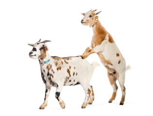 Goat preparing to mount other goat in front of white background