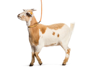 Goat on leash in front of white background