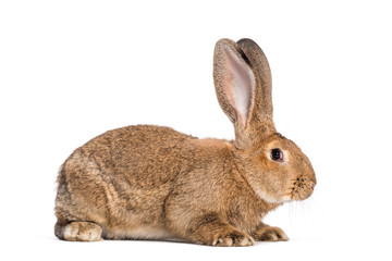 Flemish Giant rabbit, 6 months old, in front of white background