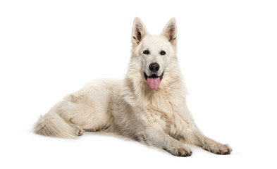 Berger Blanc Suisse lying in front of white background