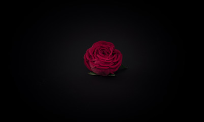 one red rose on a black isolated background