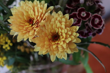 chrysanthemum