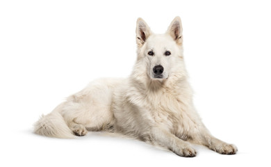 Berger Blanc Suisse lying in front of white background