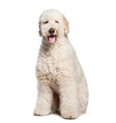 Labradoodle sitting in front of white background