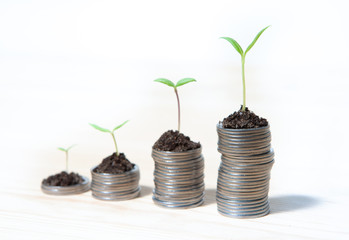 Fototapeta na wymiar Idea money growing concept. Business success concept. Trees growing on pile of coins money