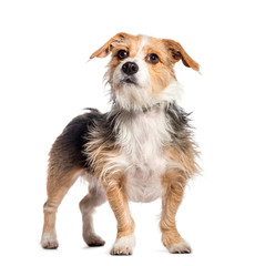 Mixed breed dog in front of white background