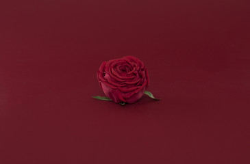one red rose on a red isolated background