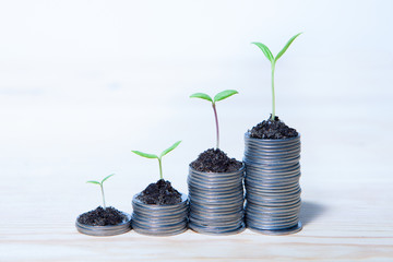 Fototapeta na wymiar Idea money growing concept. Business success concept. Trees growing on pile of coins money