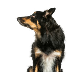 Border Collie sitting in front of white background