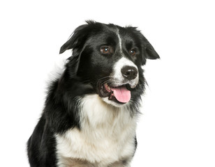 Border Collie in front of white background