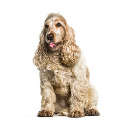 English Cocker Spaniel sitting in front of white background