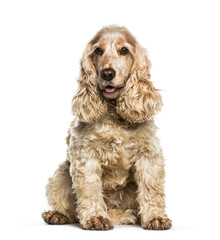 English Cocker Spaniel sitting in front of white background
