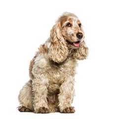 English Cocker Spaniel sitting in front of white background