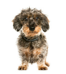Dachshund, Sausage dog in front of white background