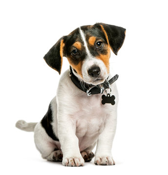 Jack Russell Terrier, 2 months old, sitting in front of white ba