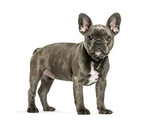 French Bulldog, 3 months old, in front of white background